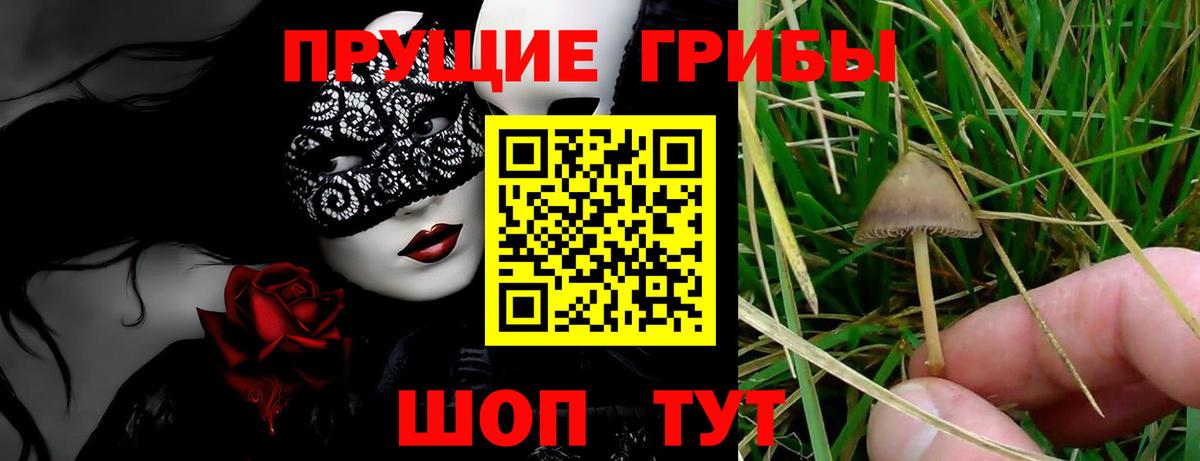 Псилоцибиновые грибы Psilocybe  Гуково 